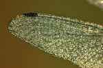 Beekoeverlibel (Orthetrum coerulescens) RL KW, Staverden